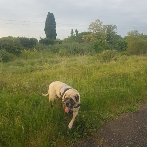 Photo de galerie - ARYA  mastiff  lors promenade quotidienne dans la campagne