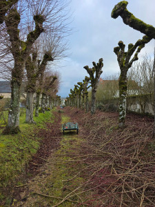 Photo de galerie - Elagage et coupe d'arbres