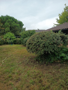 Photo de galerie - Taille d'arbustes