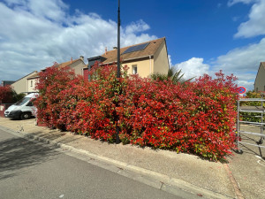 Photo de galerie - (AVANT) - Taille d’une haie mono-spécifique (photinias)