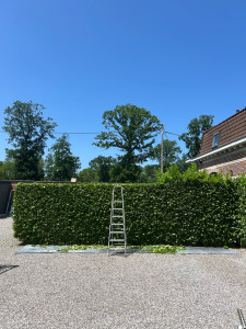 Photo de galerie - Taille de haies et d'arbustes