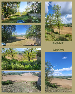 Photo de galerie - Remise en état + élagage de deux robinier.