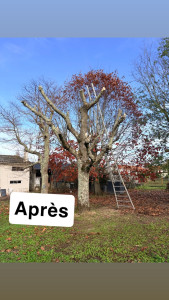 Photo de galerie - Paysagiste - Aménagement du jardin