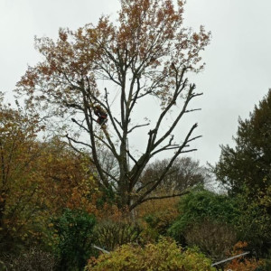 Photo de galerie - Elagage et coupe d'arbres