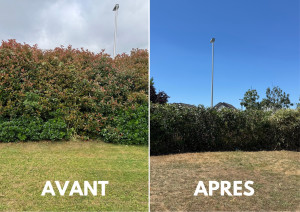 Photo de galerie - Taille de haies et d'arbustes
