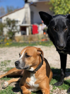 Photo de galerie - Garde animaux
