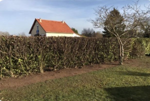 Photo de galerie - Taille de haies et d'arbustes