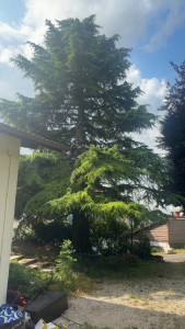 Photo de galerie - Abattage d’un cèdre de 20m