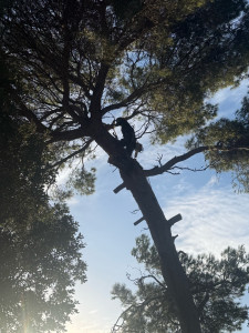 Photo de galerie - Elagage et coupe d'arbres