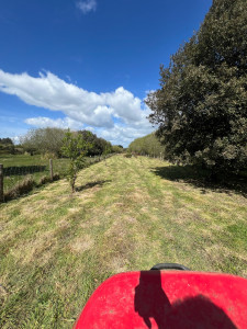 Photo de galerie - Tonte de pelouse - Débroussaillage