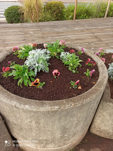 Photo de galerie - Plantation