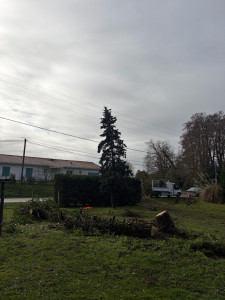 Photo de galerie - Abattage sapin