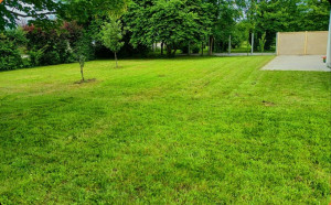 Photo de galerie - Tonte de pelouse