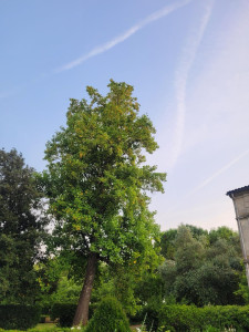 Photo de galerie - Bonjour je suis élagueur je me déplace sur toute le sud de la France
