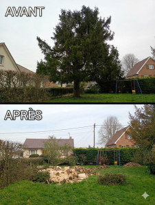 Photo de galerie - Abattage sapin en toute sécurité 