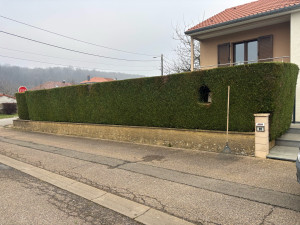 Photo de galerie - Taille de haies 