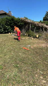 Photo de galerie - Elagage et coupe d'arbres