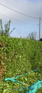 Photo de galerie - Taille de haies et d'arbustes