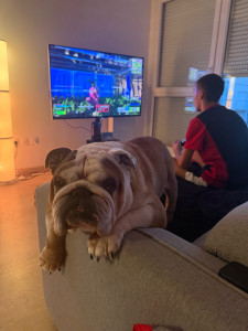 Photo de galerie - Garde 2 semaines d’un bulldog anglais 