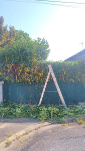 Photo de galerie - Rabattage de haie