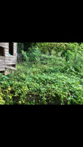 Photo de galerie - Tonte de pelouse - Débroussaillage