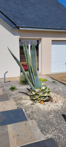 Photo de galerie - Taille de haies et d'arbustes