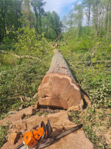 Photo de galerie - Elagage et coupe d'arbres
