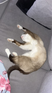 Photo de galerie - Un chat que je gardais, bien détendu après sa petite journée ? 