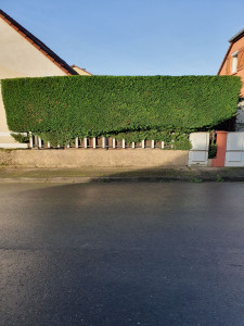 Photo de galerie - Taille de haies et d'arbustes