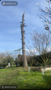 Photo de galerie - Elagage et coupe d'arbres