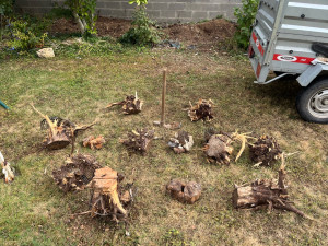 Photo de galerie - Dessouchage de 12 souches de tuya!?