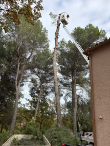 Photo de galerie - Abattage d’un pain depuis plus de 20 m