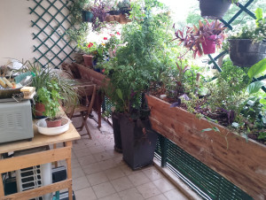 Photo de galerie - 2×2 m de jardinières de balcon, profondeur 60 cm,en dosse de douglas,cp marine,et diverses matières 