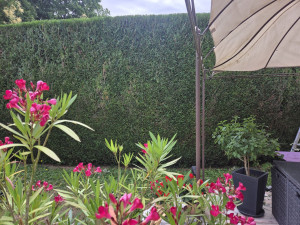 Photo de galerie - Taille de thuya 

