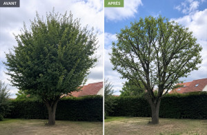 Photo de galerie - Entretien d’arbre 