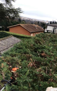 Photo de galerie - Rabattage d’une haie de 4 m, avec réduction de 1,50 m pour maîtriser sa hauteur et lui redonner une belle forme. ️