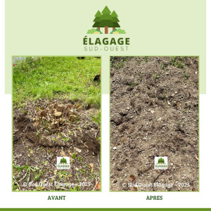 Photo de galerie - AVANT / APRÈS : abattage d’un laurier rose et extraction de sa souche. ??