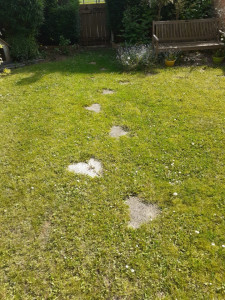 Photo de galerie - Tonte