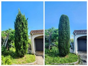 Photo de galerie - Taille de haies et d'arbustes