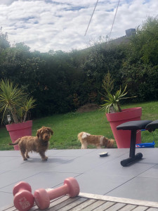 Photo de galerie - Un jardin clos pour recevoir les toutous 