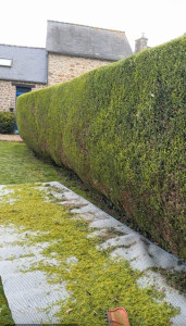 Photo de galerie - Taille d’une haies à Plésidy chez mR Michelot 