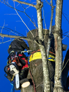 Photo de galerie - Abattage d'un tilleul de 90cm de diamètre 267cm de circonférence au pied. 