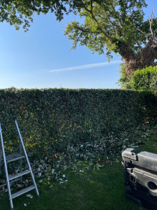 Photo de galerie - Taille de haie et tout type d’arbustes 