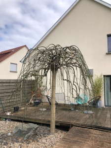 Photo de galerie - Elagage et coupe d'arbres