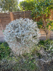 Photo de galerie - Taille de haies et d'arbustes