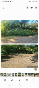 Photo de galerie - Nettoyage et désherbage d'un massif de rose plus taille des rosier. 