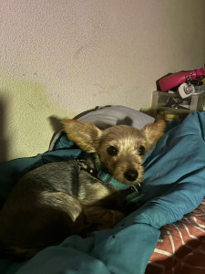 Photo de galerie - Garde chien