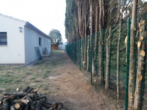 Photo de galerie - Travail effectué élagage cyprès et clôture en grillage 