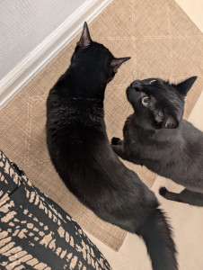 Photo de galerie - 4 passages pour tenir compagnie à ces adorables chats 