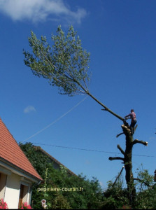 Photo de galerie - Elagage et coupe d'arbres